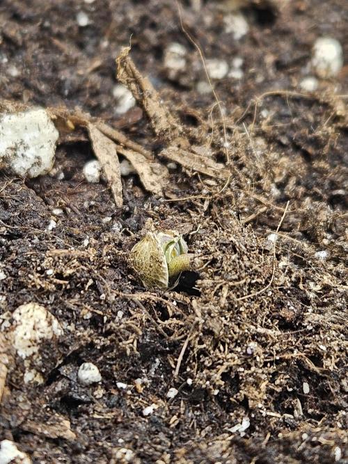 #SSSC Test 2. A005 Auto. Week 0