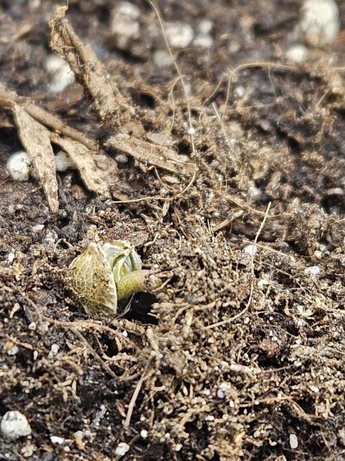 #SSSC Test 2. A005 Auto. Week 0