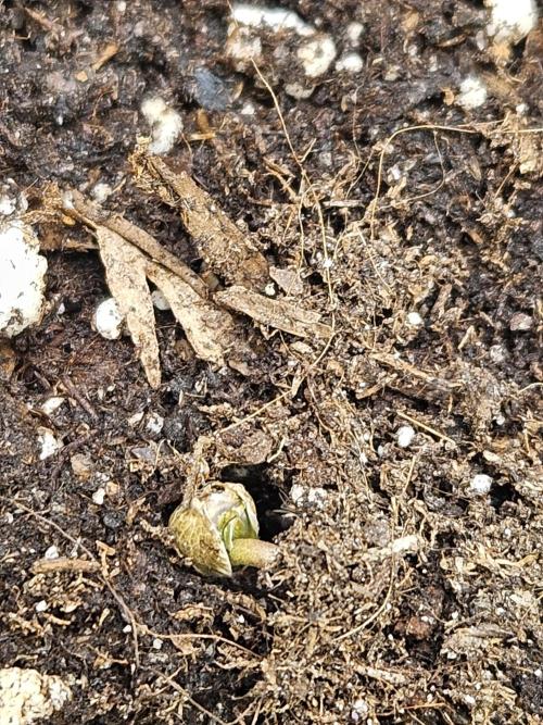 #SSSC Test 2. A005 Auto. Week 0