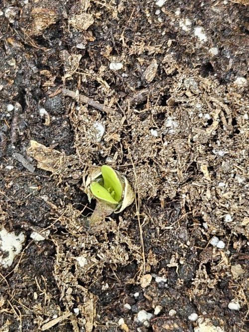 #SSSC Test A005 Auto. Week 0