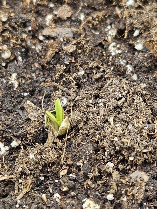 #SSSC Test A005 Auto. Week 0