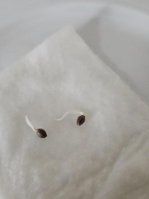 #SSSC Test A005 Auto. Week 0