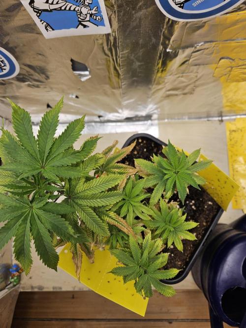 Cherry Limeade 2.. Week 8