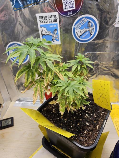 Cherry Limeade 2.. Week 8