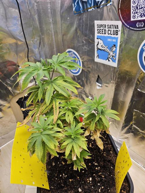 Cherry Limeade 2.. Week 8