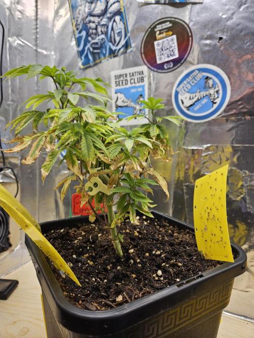 Cherry Limeade 2.. Week 8