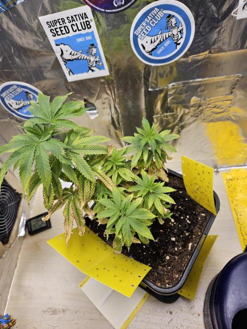 Cherry Limeade 2.. Week 8