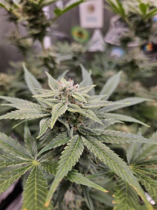 White Widow Auto. Week 11