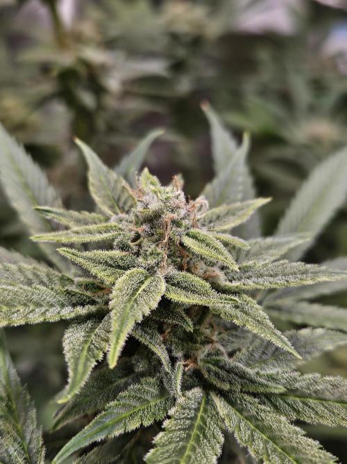 White Widow Auto. Week 11