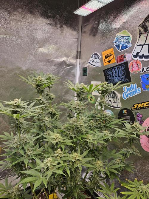 White Widow Auto. Week 11