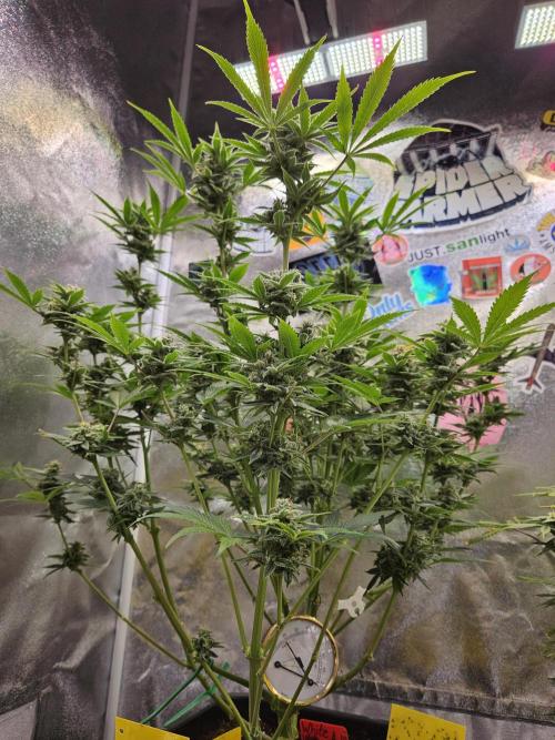 White Widow Auto. Week 11