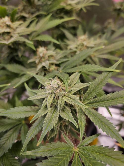 White Widow Auto. Week 11