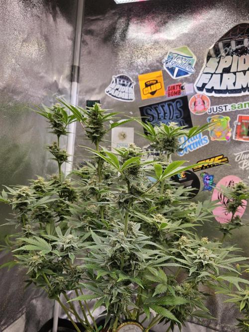 White Widow Auto. Week 11