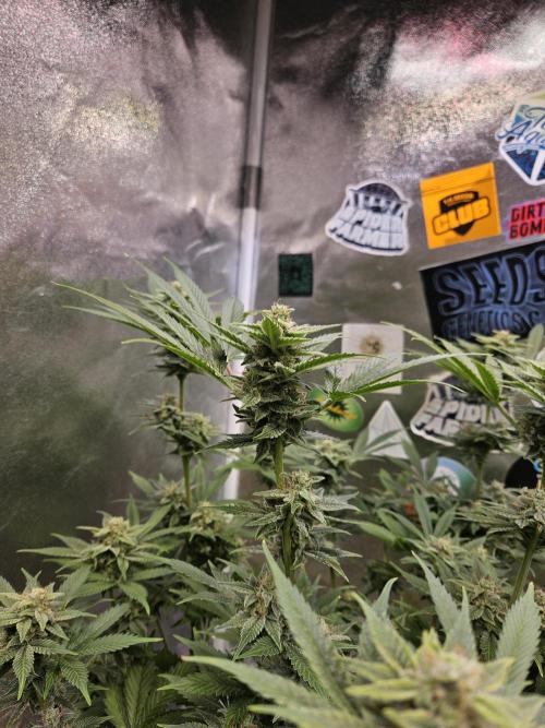 White Widow Auto. Week 11