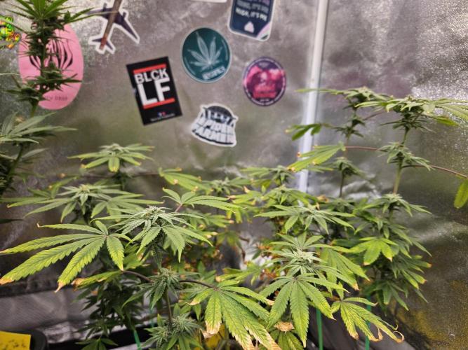 Cherry Limeade. Week 14