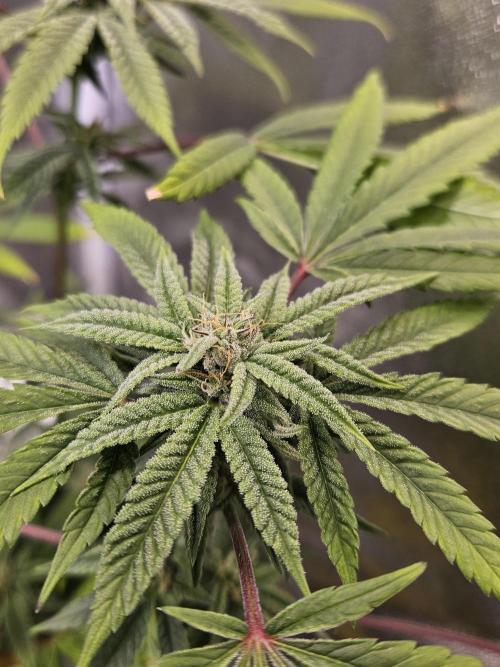 Cherry Limeade. Week 14