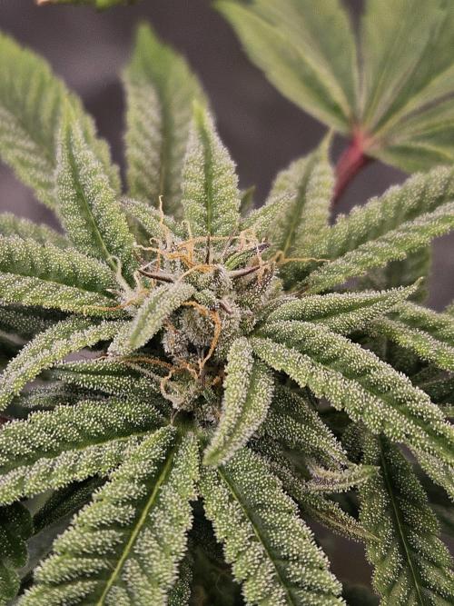 Cherry Limeade. Week 14