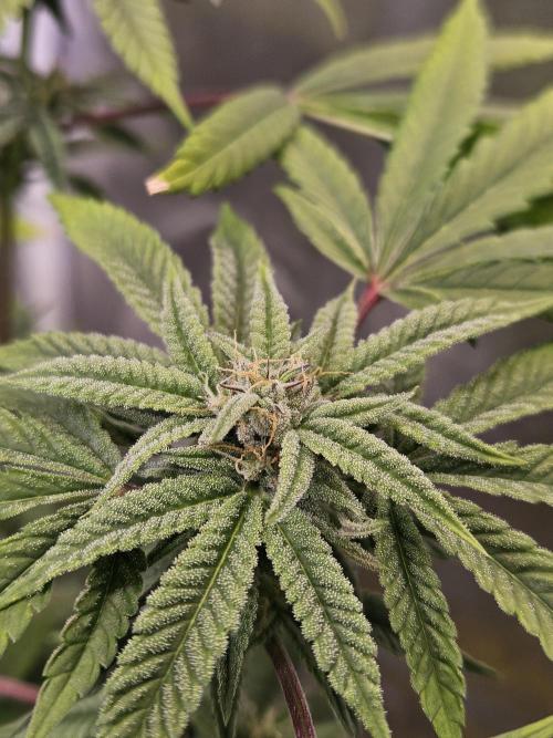 Cherry Limeade. Week 14