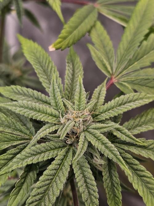 Cherry Limeade. Week 14