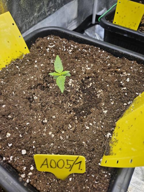 #SSSC Test A005 Auto. Week 1