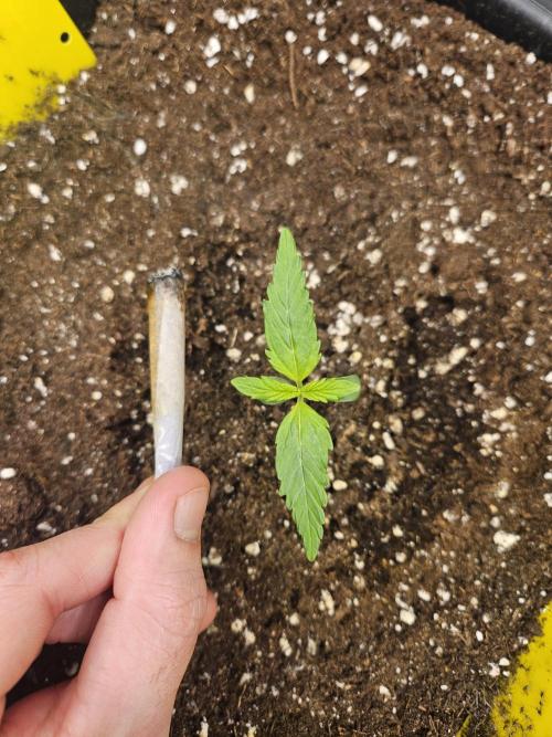 #SSSC Test A005 Auto. Week 1