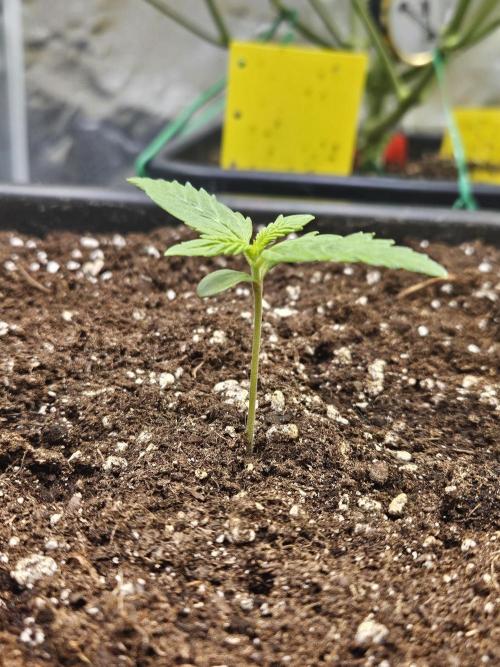 #SSSC Test A005 Auto. Week 1