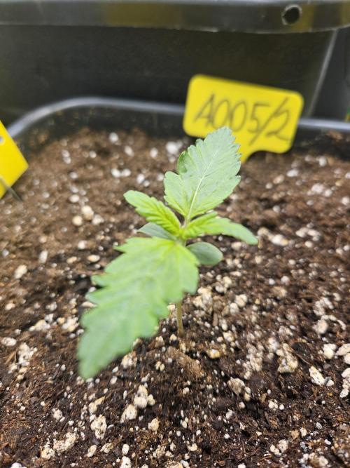 #SSSC Test 2. A005 Auto. Week 1