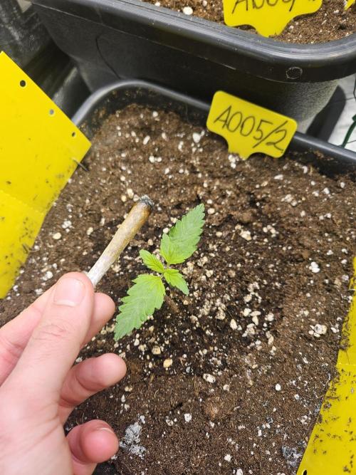 #SSSC Test 2. A005 Auto. Week 1