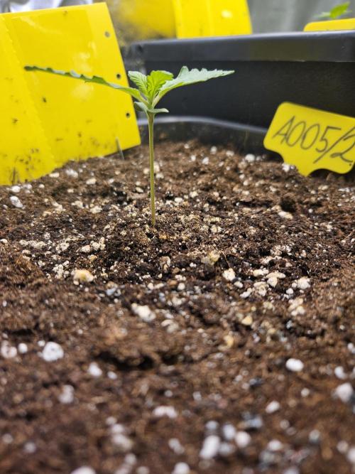 #SSSC Test 2. A005 Auto. Week 1