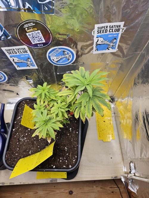 Cherry Limeade 2.. Week 9