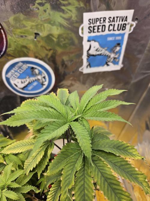 Cherry Limeade 2.. Week 9