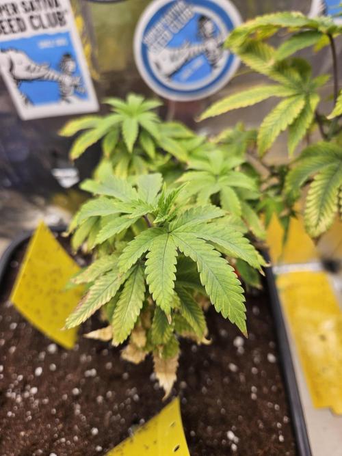 Cherry Limeade 2.. Week 9