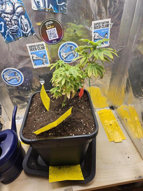 Cherry Limeade 2.. Week 9