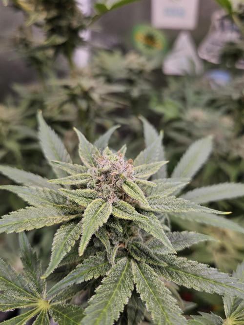 White Widow Auto. Week 12