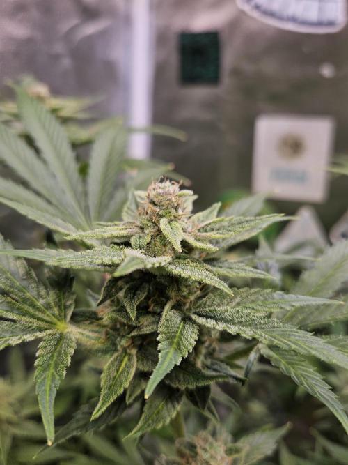 White Widow Auto. Week 12