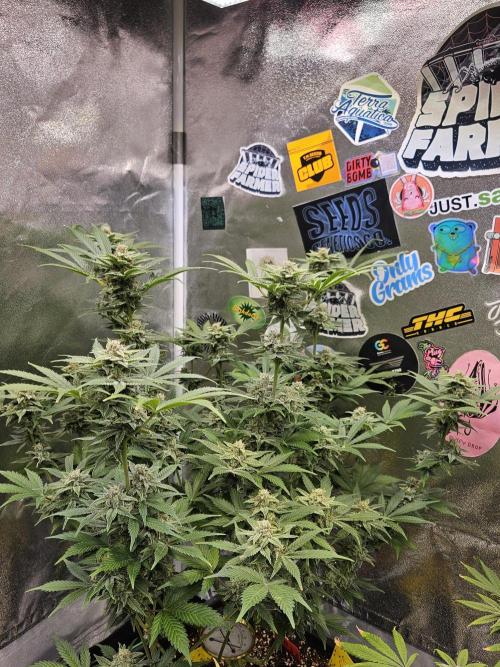 White Widow Auto. Week 12