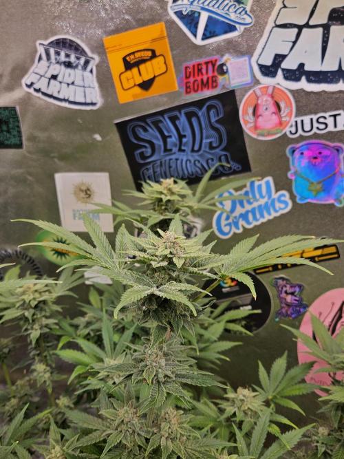 White Widow Auto. Week 12