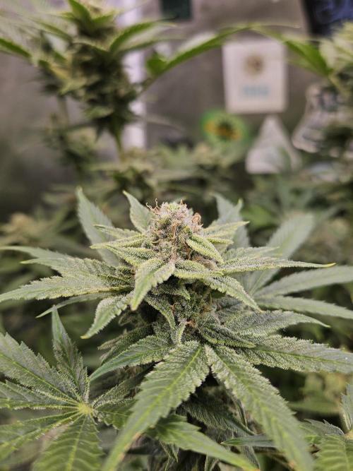 White Widow Auto. Week 12