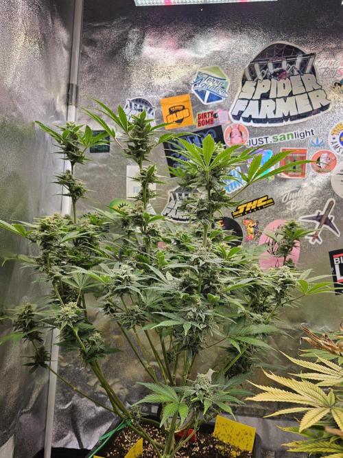 White Widow Auto. Week 12