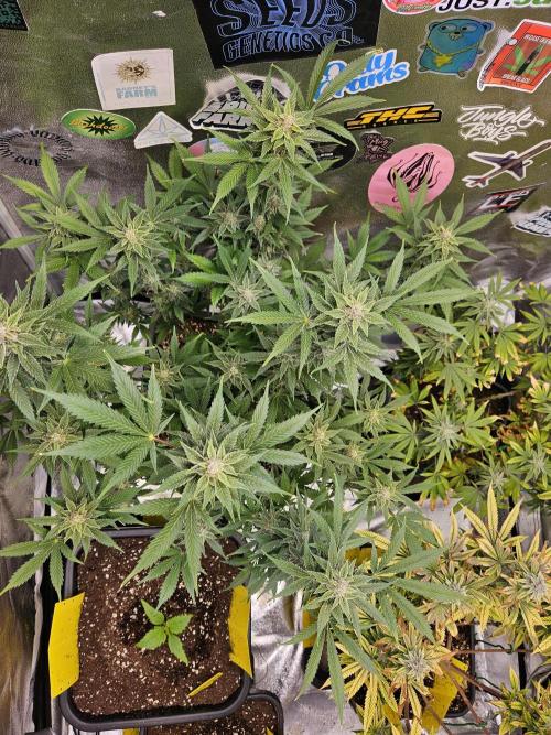 White Widow Auto. Week 12