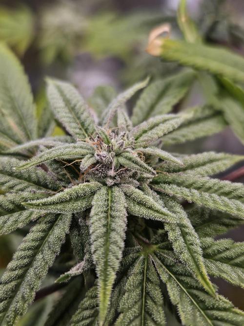 Cherry Limeade. Week 15