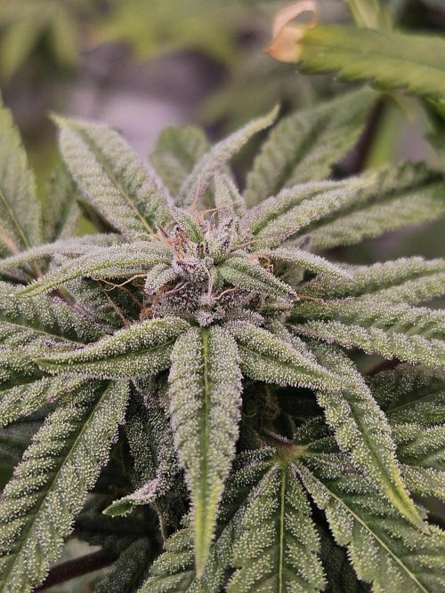 Cherry Limeade. Week 15