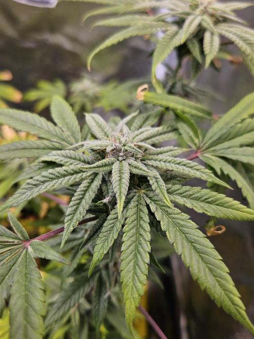 Cherry Limeade. Week 15