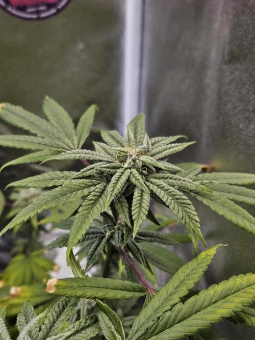 Cherry Limeade. Week 15