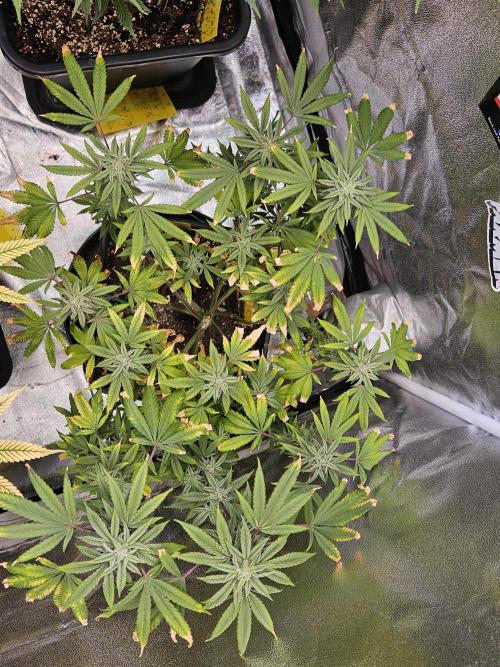 Cherry Limeade. Week 15