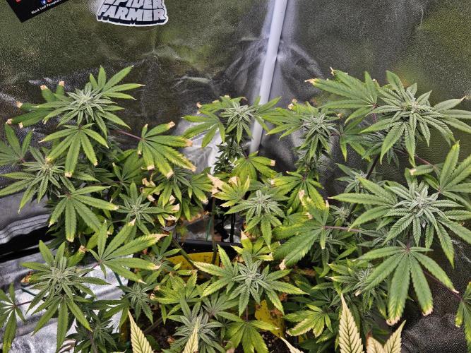 Cherry Limeade. Week 15