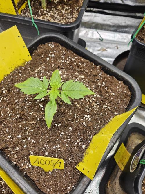 #SSSC Test A005 Auto. Week 2