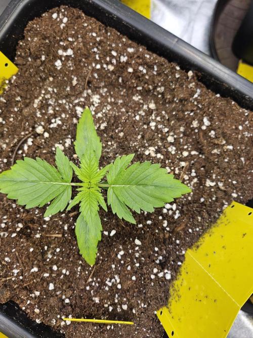 #SSSC Test A005 Auto. Week 2