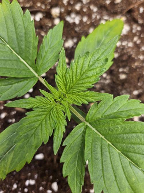 #SSSC Test A005 Auto. Week 2