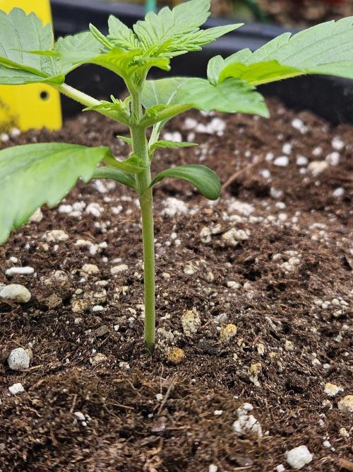 #SSSC Test A005 Auto. Week 2